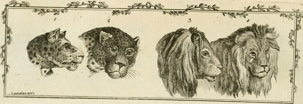An illustration from Essai sur la physiognomonie : destiné a faire connoître l'homme & à le faire aimer, 1781, leaf 159