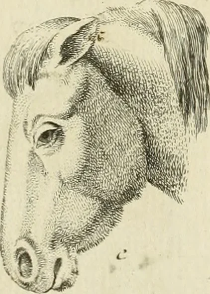 An illustration from Essai sur la physiognomonie : destiné a faire connoître l'homme & à le faire aimer, 1781, leaf 162