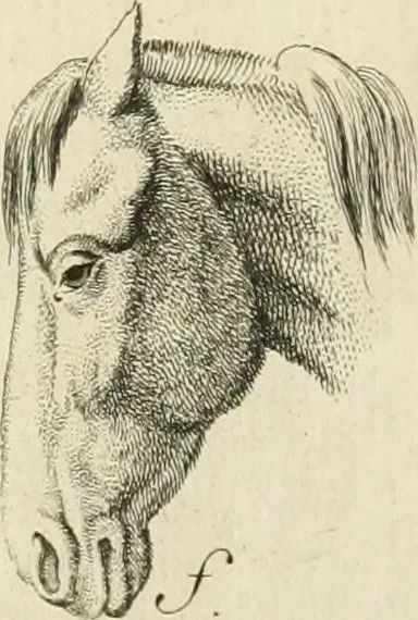 An illustration from Essai sur la physiognomonie : destiné a faire connoître l'homme & à le faire aimer, 1781, leaf 162