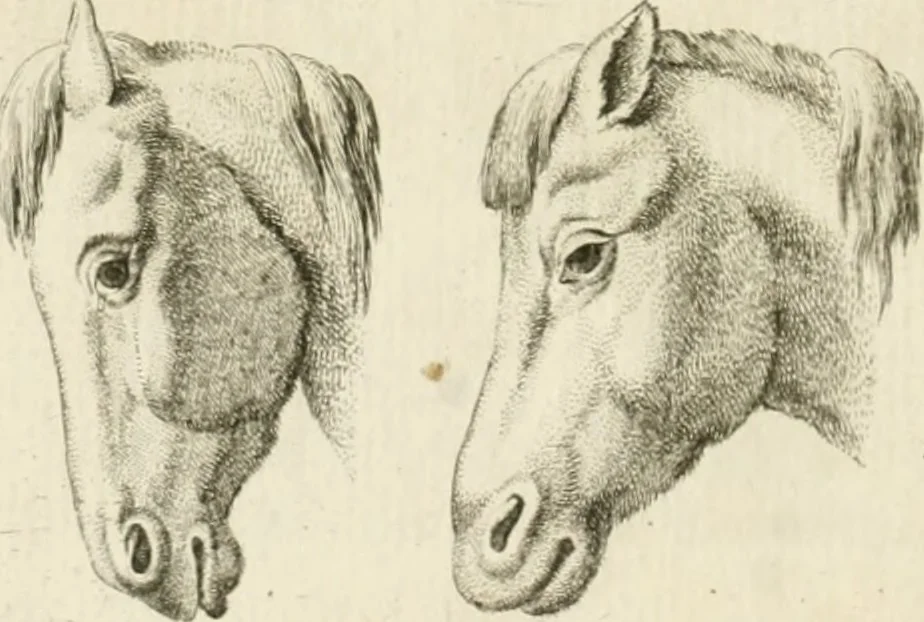 An illustration from Essai sur la physiognomonie : destiné a faire connoître l'homme & à le faire aimer, 1781, leaf 163