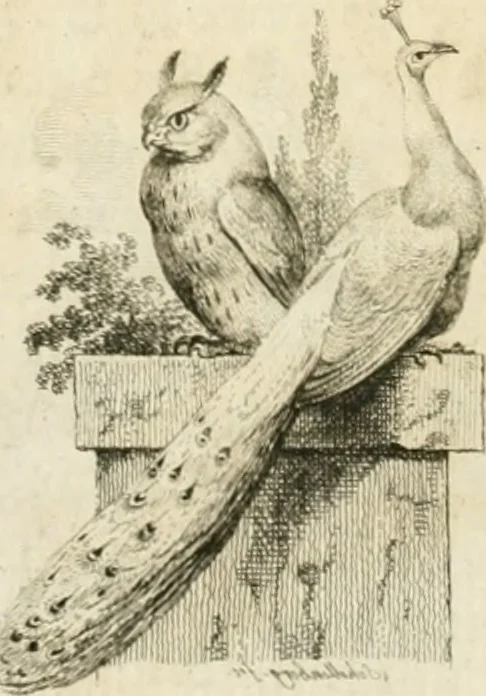 An illustration from Essai sur la physiognomonie : destiné a faire connoître l'homme & à le faire aimer, 1781, leaf 167