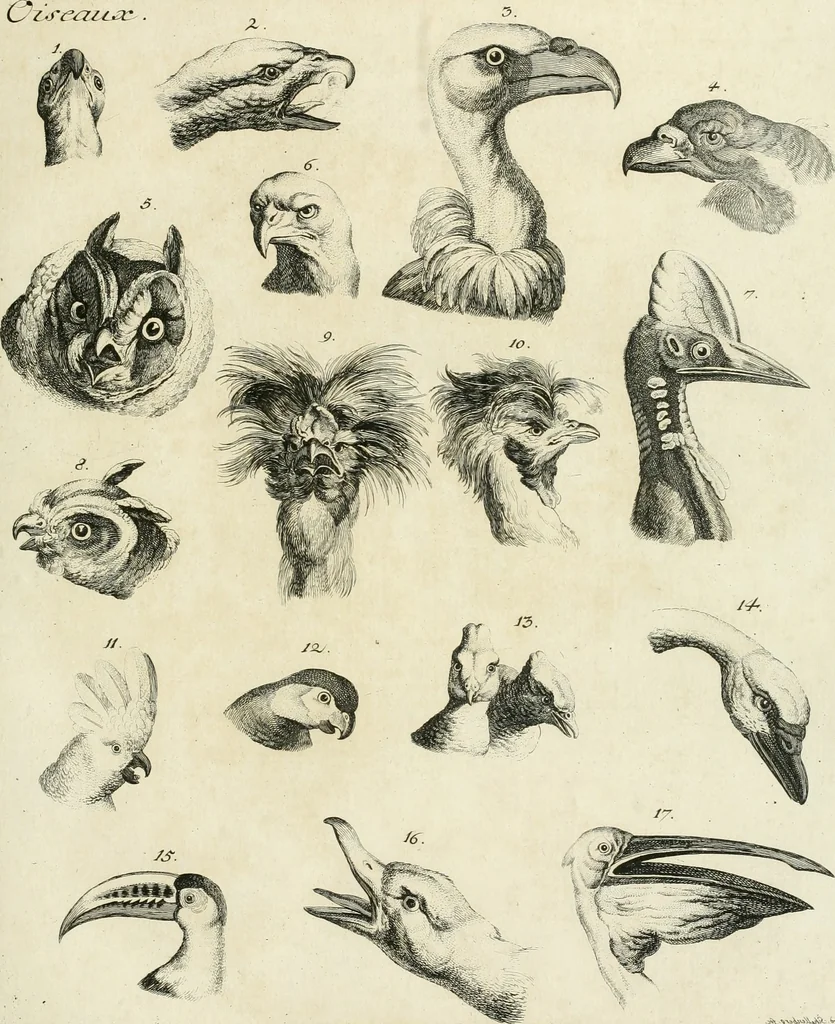 An illustration from Essai sur la physiognomonie : destiné a faire connoître l'homme & à le faire aimer, 1781, leaf 168