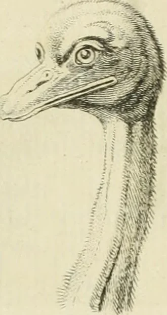 An illustration from Essai sur la physiognomonie : destiné a faire connoître l'homme & à le faire aimer, 1781, leaf 170