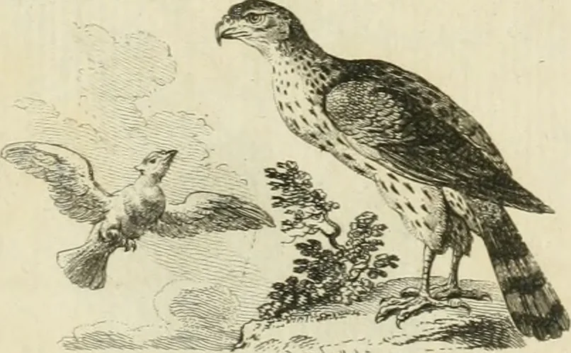 An illustration from Essai sur la physiognomonie : destiné a faire connoître l'homme & à le faire aimer, 1781, leaf 170