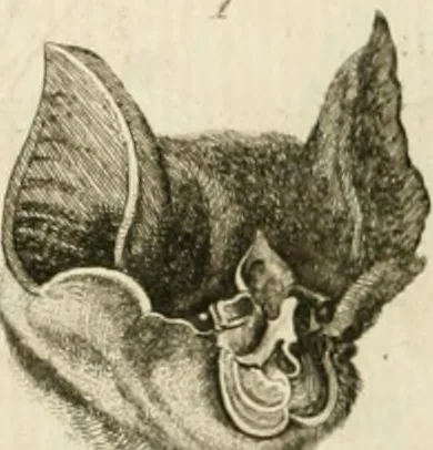 An illustration from Essai sur la physiognomonie : destiné a faire connoître l'homme & à le faire aimer, 1781, leaf 171