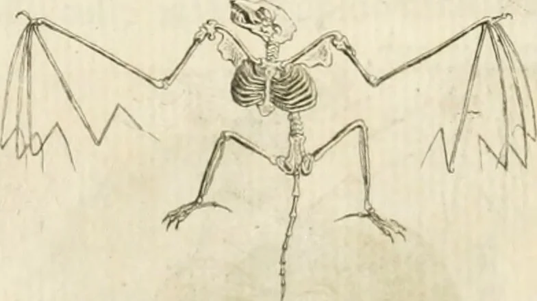 An illustration from Essai sur la physiognomonie : destiné a faire connoître l'homme & à le faire aimer, 1781, leaf 171