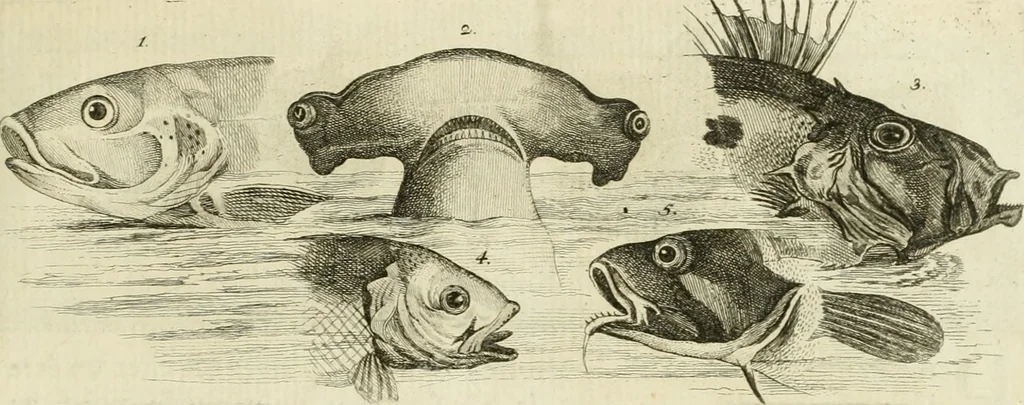 An illustration from Essai sur la physiognomonie : destiné a faire connoître l'homme & à le faire aimer, 1781, leaf 172