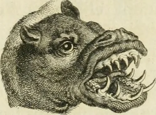 An illustration from Essai sur la physiognomonie : destiné a faire connoître l'homme & à le faire aimer, 1781, leaf 172