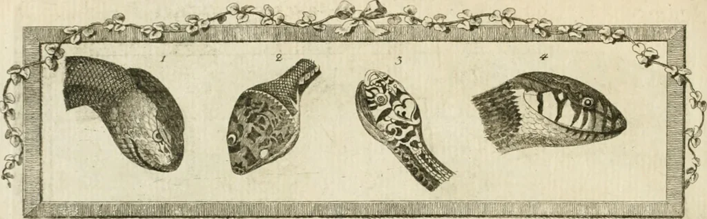An illustration from Essai sur la physiognomonie : destiné a faire connoître l'homme & à le faire aimer, 1781, leaf 173