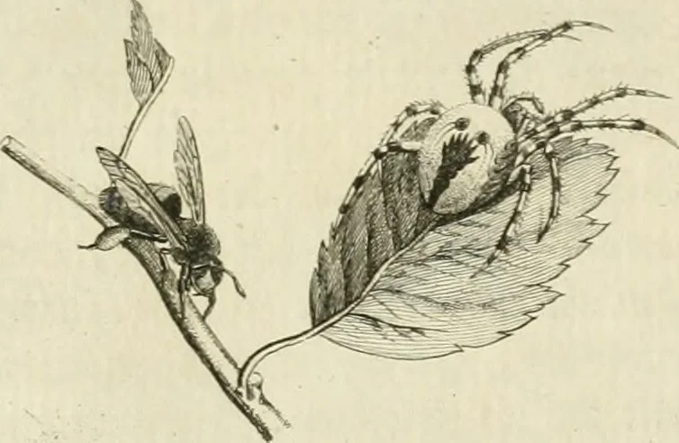 An illustration from Essai sur la physiognomonie : destiné a faire connoître l'homme & à le faire aimer, 1781, leaf 174