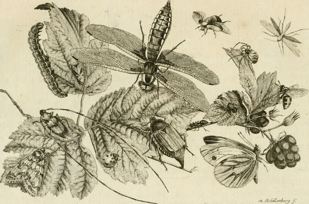 An illustration from Essai sur la physiognomonie : destiné a faire connoître l'homme & à le faire aimer, 1781, leaf 175
