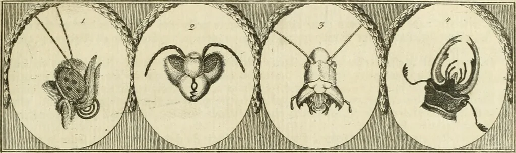 An illustration from Essai sur la physiognomonie : destiné a faire connoître l'homme & à le faire aimer, 1781, leaf 176