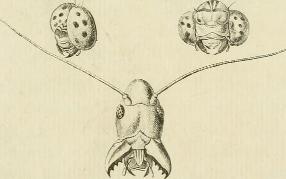 An illustration from Essai sur la physiognomonie : destiné a faire connoître l'homme & à le faire aimer, 1781, leaf 176