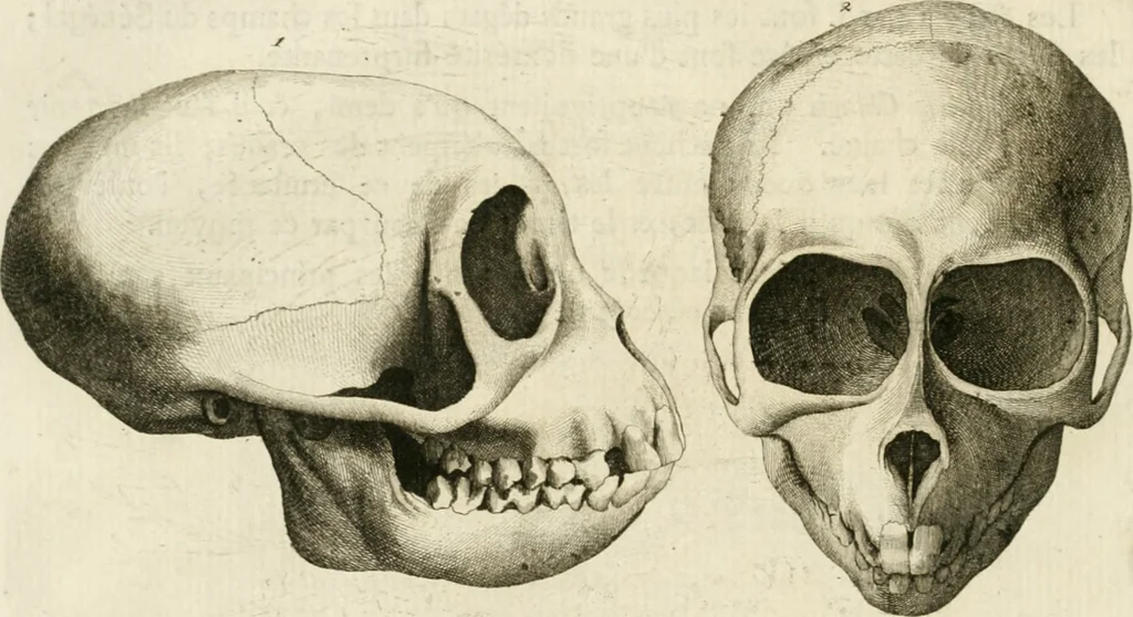 An illustration from Essai sur la physiognomonie : destiné a faire connoître l'homme & à le faire aimer, 1781, leaf 185