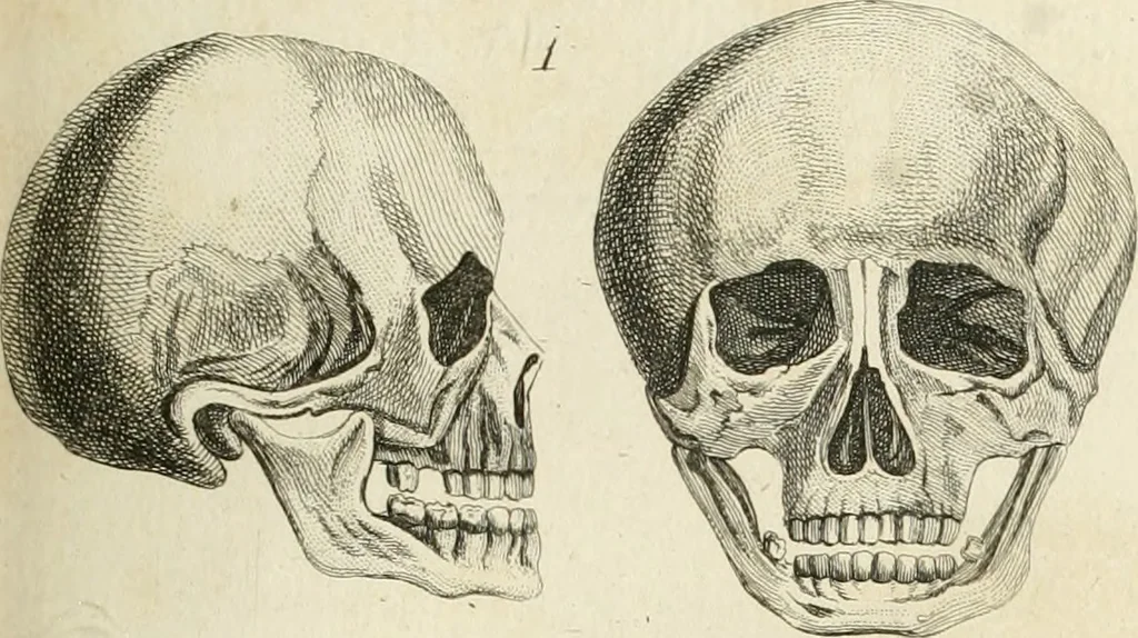 An illustration from Essai sur la physiognomonie : destiné a faire connoître l'homme & à le faire aimer, 1781, leaf 210