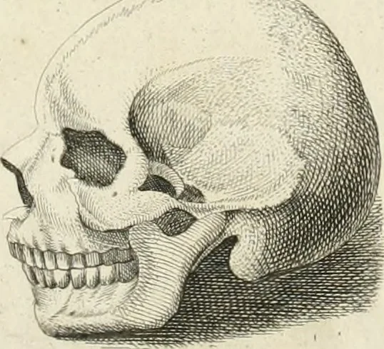 An illustration from Essai sur la physiognomonie : destiné a faire connoître l'homme & à le faire aimer, 1781, leaf 210