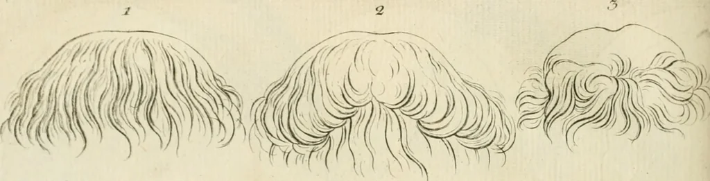 An illustration from Essai sur la physiognomonie : destiné a faire connoître l'homme & à le faire aimer, 1781, leaf 217