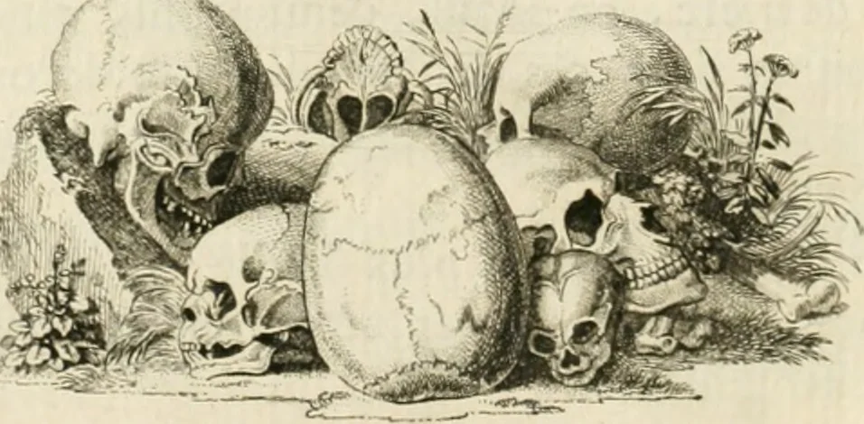 An illustration from Essai sur la physiognomonie : destiné a faire connoître l'homme & à le faire aimer, 1781, leaf 219