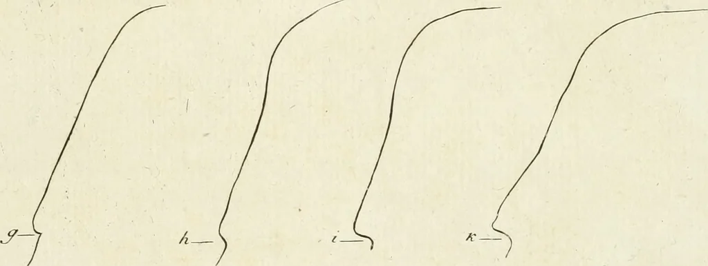 An illustration from Essai sur la physiognomonie : destiné a faire connoître l'homme & à le faire aimer, 1781, leaf 300