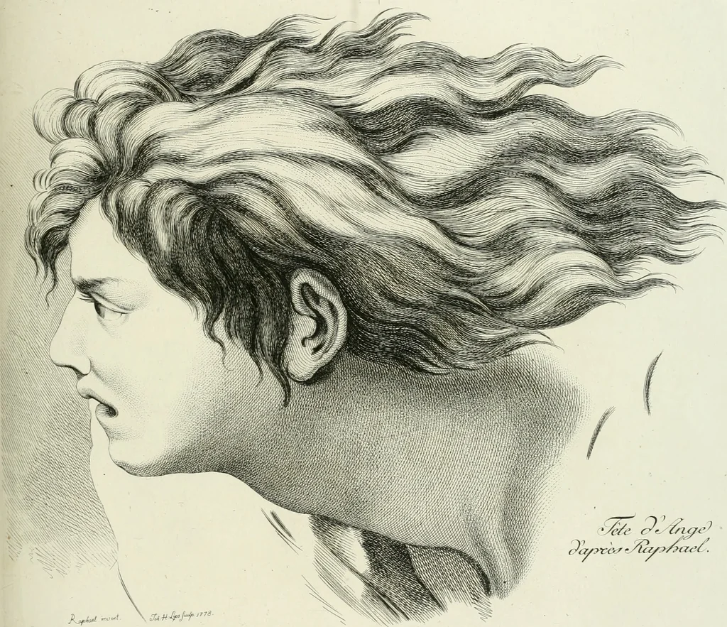 An illustration from Essai sur la physiognomonie : destiné a faire connoître l'homme & à le faire aimer, 1781, leaf 434