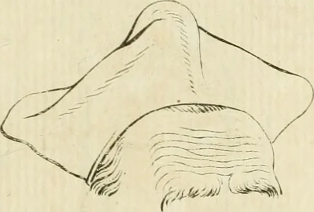 An illustration from Essai sur la physiognomonie : destiné a faire connoître l'homme & à le faire aimer, 1781, leaf 326