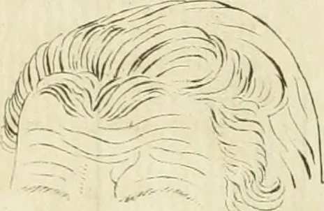 An illustration from Essai sur la physiognomonie : destiné a faire connoître l'homme & à le faire aimer, 1781, leaf 326