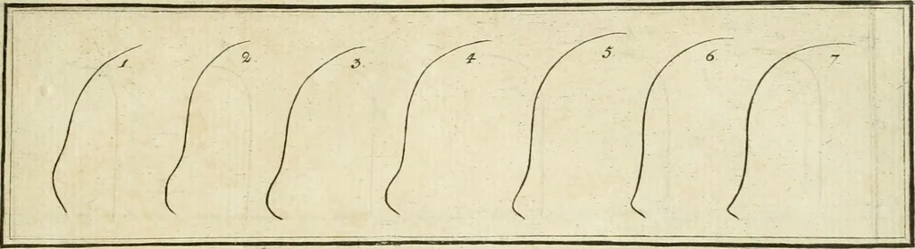 An illustration from Essai sur la physiognomonie : destiné a faire connoître l'homme & à le faire aimer, 1781, leaf 328