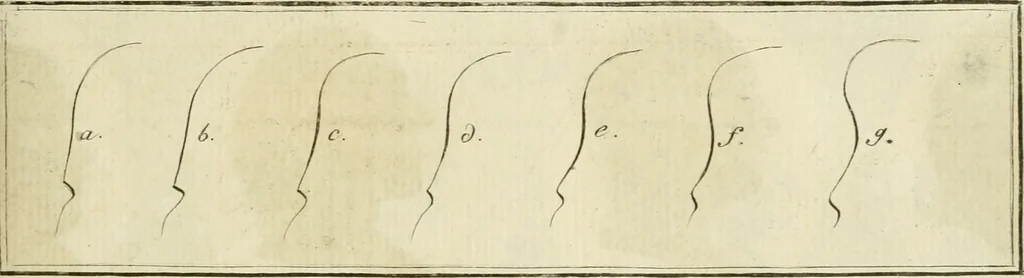 An illustration from Essai sur la physiognomonie : destiné a faire connoître l'homme & à le faire aimer, 1781, leaf 330