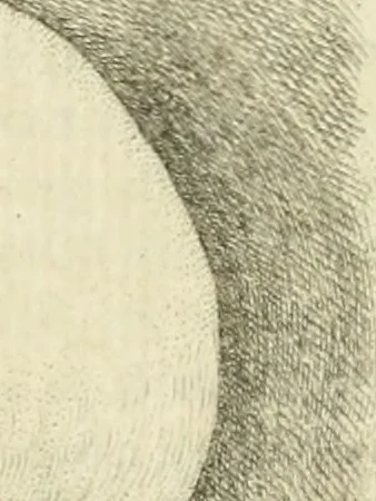 An illustration from Essai sur la physiognomonie : destiné a faire connoître l'homme & à le faire aimer, 1781, leaf 334