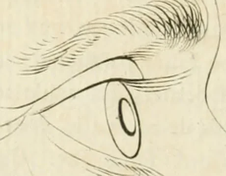 An illustration from Essai sur la physiognomonie : destiné a faire connoître l'homme & à le faire aimer, 1781, leaf 345