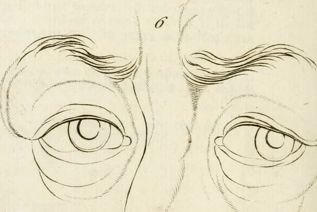 An illustration from Essai sur la physiognomonie : destiné a faire connoître l'homme & à le faire aimer, 1781, leaf 351