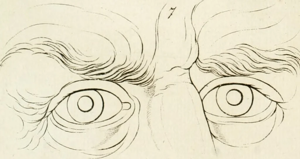 An illustration from Essai sur la physiognomonie : destiné a faire connoître l'homme & à le faire aimer, 1781, leaf 351