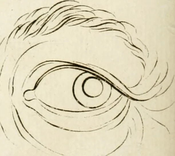 An illustration from Essai sur la physiognomonie : destiné a faire connoître l'homme & à le faire aimer, 1781, leaf 351