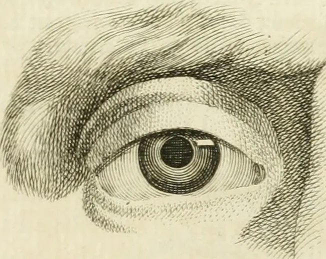 An illustration from Essai sur la physiognomonie : destiné a faire connoître l'homme & à le faire aimer, 1781, leaf 354