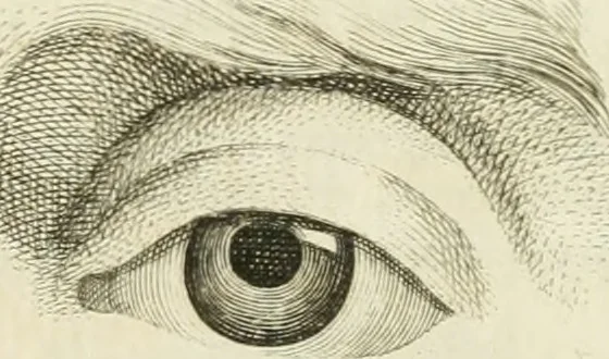 An illustration from Essai sur la physiognomonie : destiné a faire connoître l'homme & à le faire aimer, 1781, leaf 354