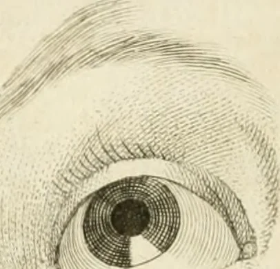 An illustration from Essai sur la physiognomonie : destiné a faire connoître l'homme & à le faire aimer, 1781, leaf 355