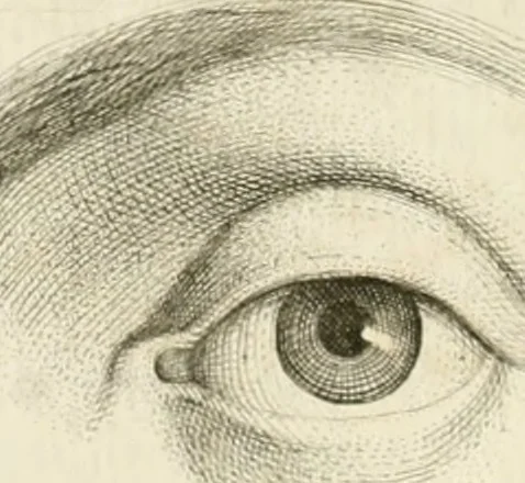An illustration from Essai sur la physiognomonie : destiné a faire connoître l'homme & à le faire aimer, 1781, leaf 355