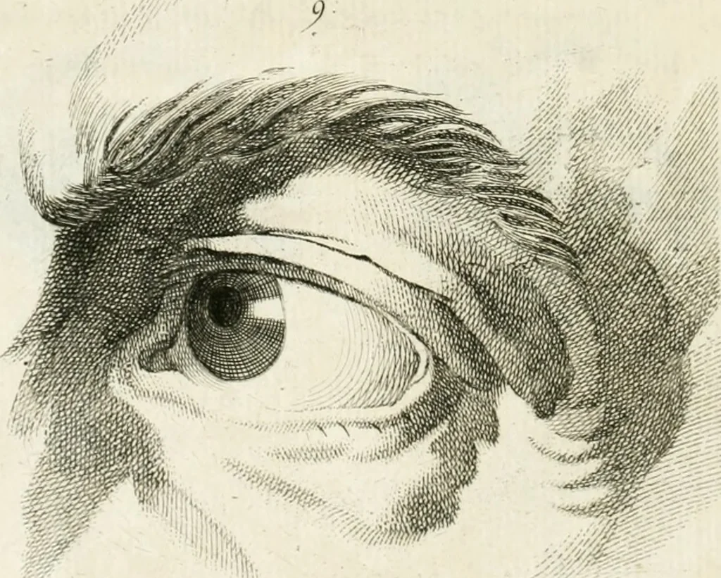 An illustration from Essai sur la physiognomonie : destiné a faire connoître l'homme & à le faire aimer, 1781, leaf 357