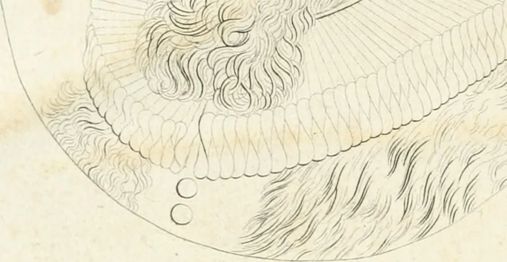 An illustration from Essai sur la physiognomonie : destiné a faire connoître l'homme & à le faire aimer, 1781, leaf 37