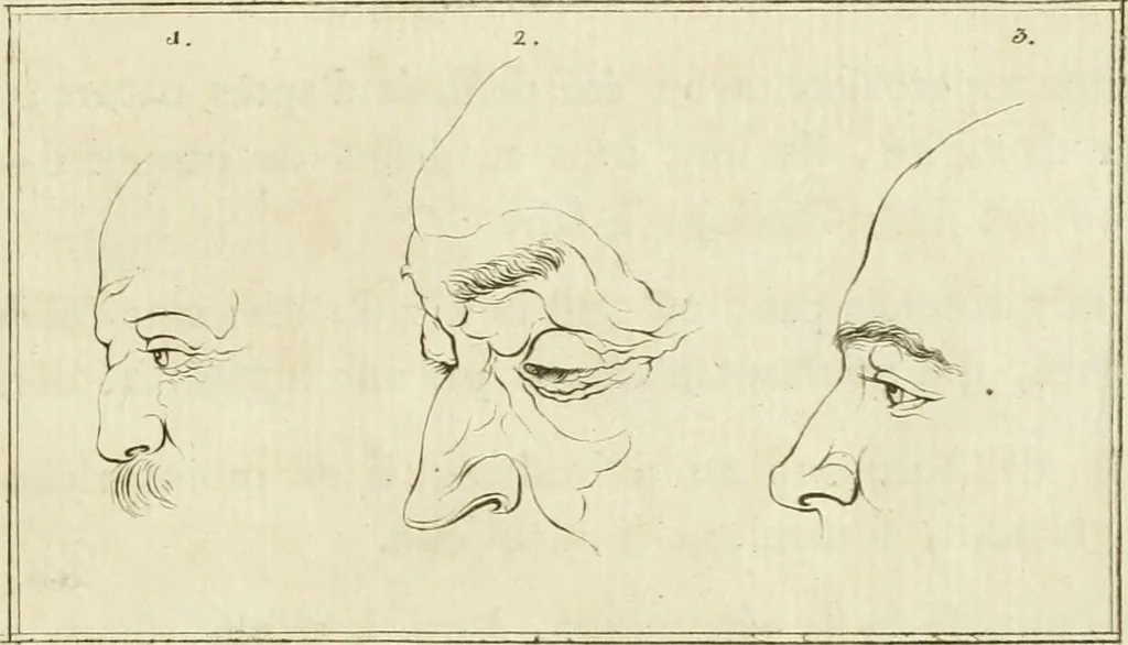 An illustration from Essai sur la physiognomonie : destiné a faire connoître l'homme & à le faire aimer, 1781, leaf 376