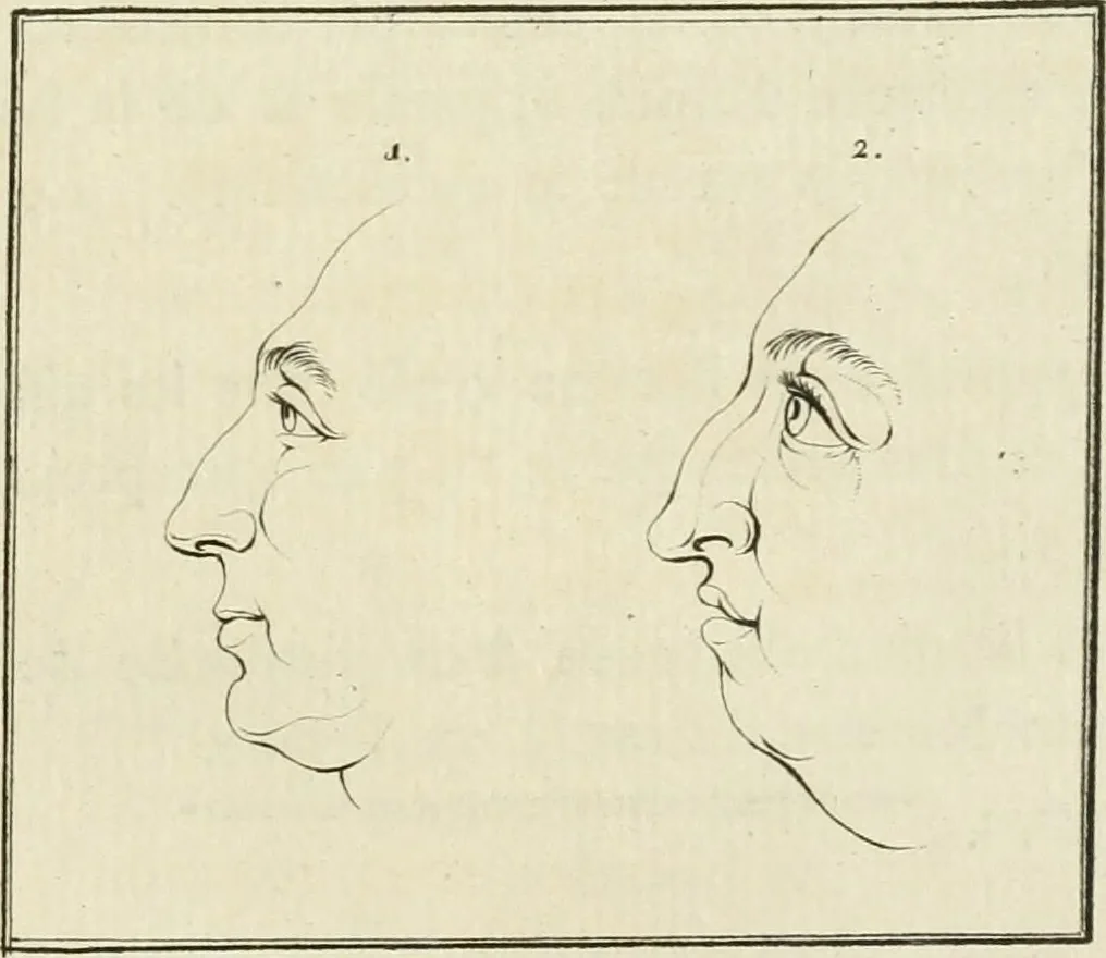 An illustration from Essai sur la physiognomonie : destiné a faire connoître l'homme & à le faire aimer, 1781, leaf 376