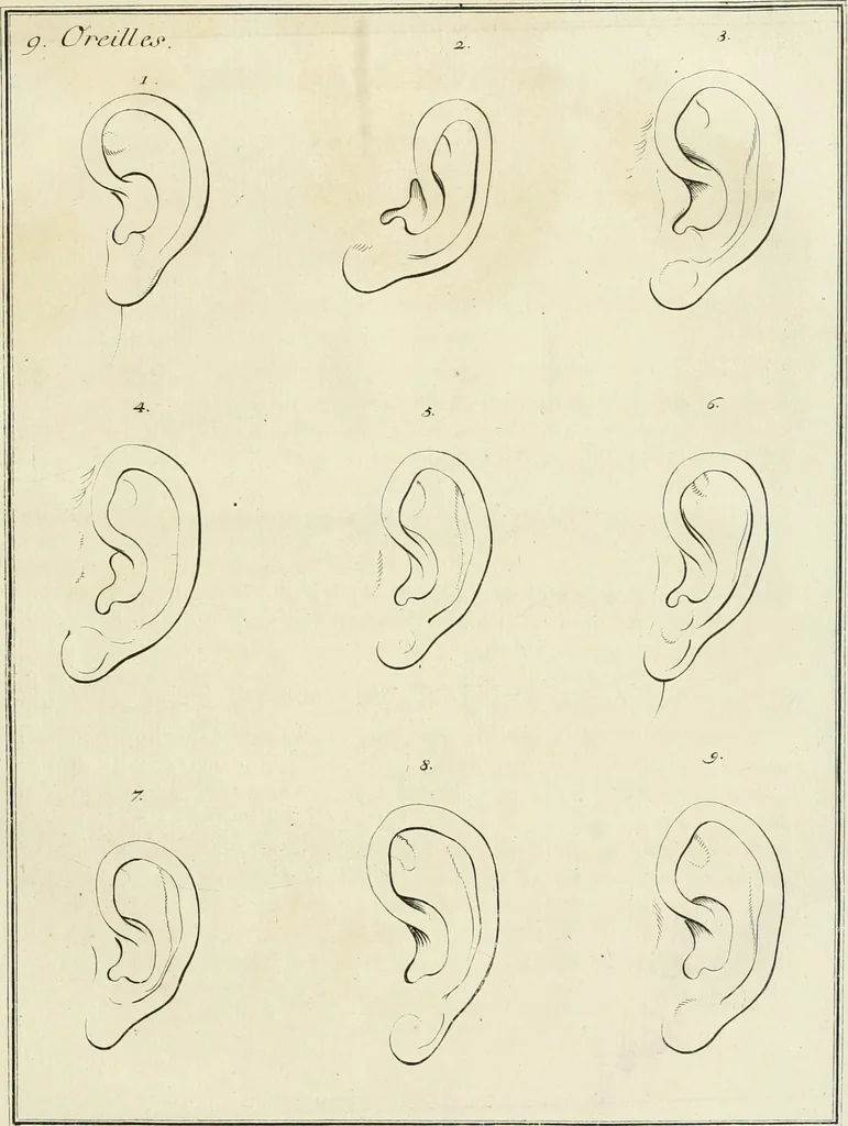 An illustration from Essai sur la physiognomonie : destiné a faire connoître l'homme & à le faire aimer, 1781, leaf 432