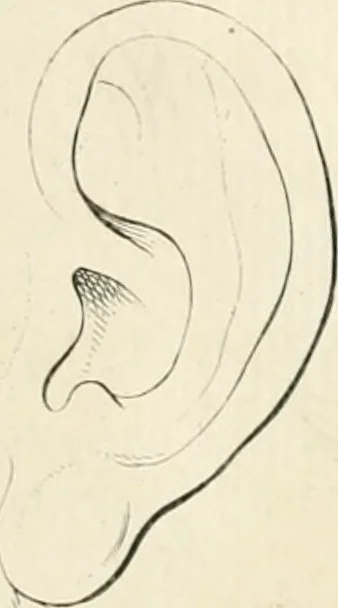 An illustration from Essai sur la physiognomonie : destiné a faire connoître l'homme & à le faire aimer, 1781, leaf 433