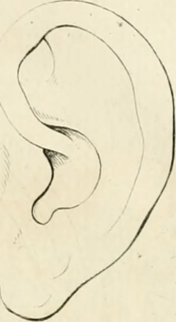 An illustration from Essai sur la physiognomonie : destiné a faire connoître l'homme & à le faire aimer, 1781, leaf 433