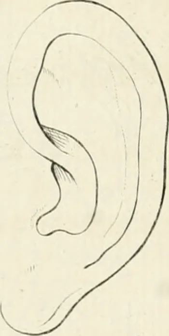 An illustration from Essai sur la physiognomonie : destiné a faire connoître l'homme & à le faire aimer, 1781, leaf 433