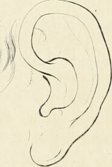 An illustration from Essai sur la physiognomonie : destiné a faire connoître l'homme & à le faire aimer, 1781, leaf 433