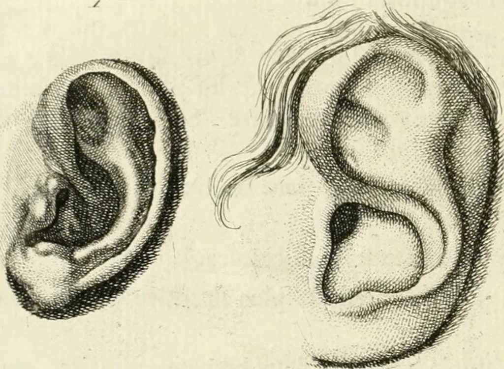 An illustration from Essai sur la physiognomonie : destiné a faire connoître l'homme & à le faire aimer, 1781, leaf 435