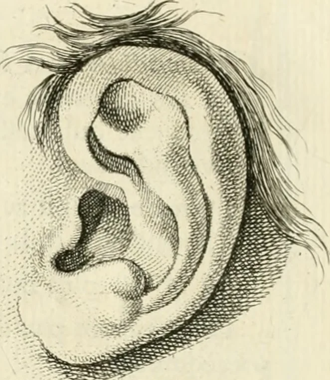 An illustration from Essai sur la physiognomonie : destiné a faire connoître l'homme & à le faire aimer, 1781, leaf 435
