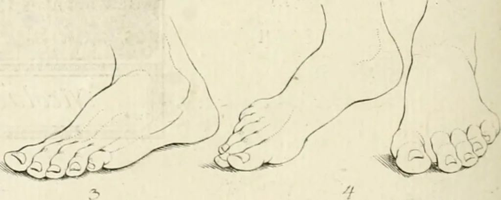 An illustration from Essai sur la physiognomonie : destiné a faire connoître l'homme & à le faire aimer, 1781, leaf 449