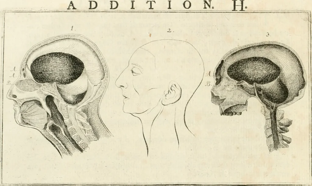 An illustration from Essai sur la physiognomonie : destiné a faire connoître l'homme & à le faire aimer, 1781, leaf 29